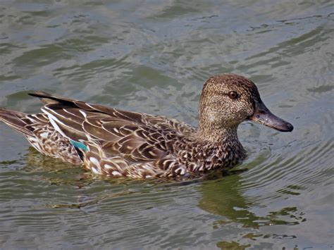 鴨 代表 品種|鴨（カモ）の種類と魅力｜カモは地味な野鳥ではな 